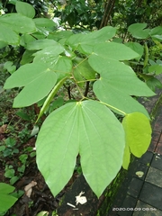 Bauhinia
