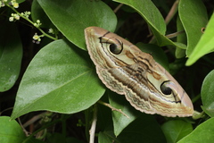 Spirama