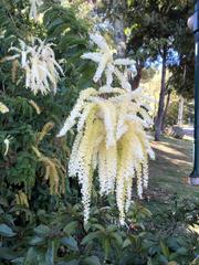 Ledenbergia peruviana