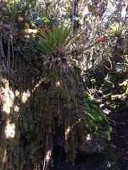 Vriesea