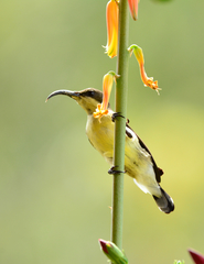 Long-Billed Sunbird photo 3