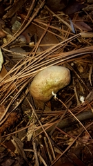 Angiospermae
