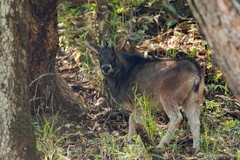 Capricornis sumatraensis thar