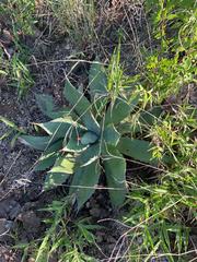 Agave guadalajarana