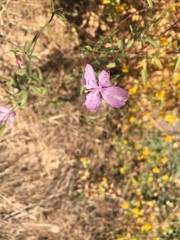 Clarkia dudleyana