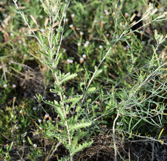 Mentzelia albescens