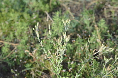 Mentzelia albescens