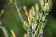 Mentzelia albescens