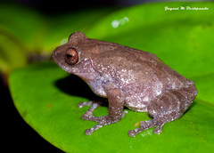 Pseudophilautus amboli