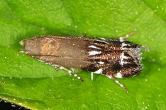 Anacampsis levipedella