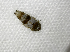 Pendarus auroalbus