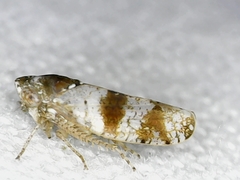 Pendarus auroalbus