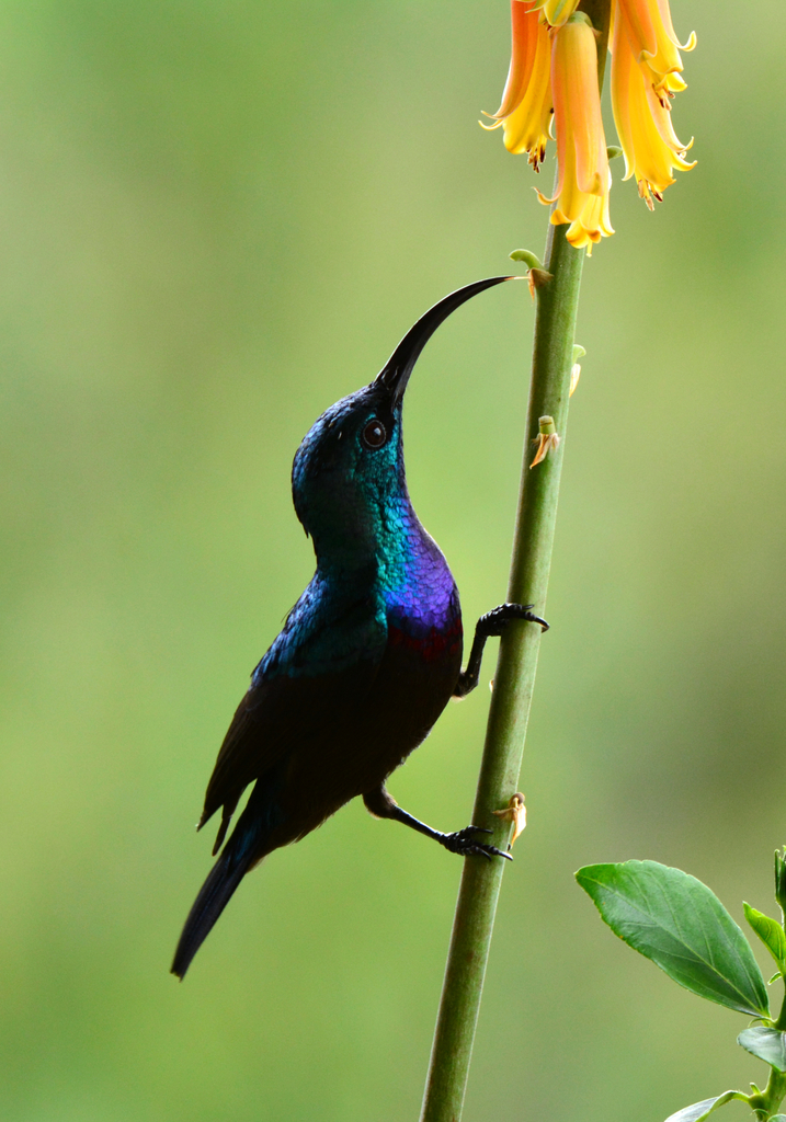 Long-Billed Sunbird
