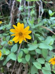 Perymenium buphthalmoides