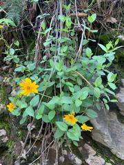 Perymenium buphthalmoides