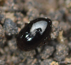 Scaphidiinae
