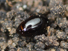 Scaphidiinae