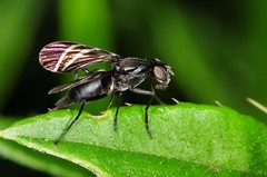 Tritoxa flexa