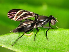 Tritoxa flexa
