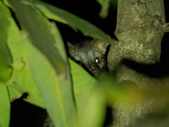 Paradoxurus hermaphroditus