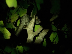 Paradoxurus hermaphroditus