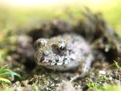 Fejervarya kawamurai