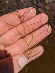 Potamogeton vaseyi