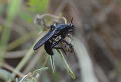 Prolepsis tristis