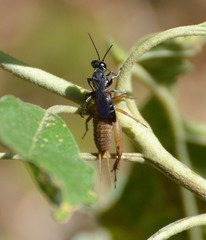 Liris argentatus