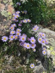 Erigeron leiomerus