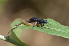 Liris argentatus