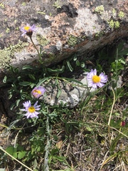 Erigeron leiomerus
