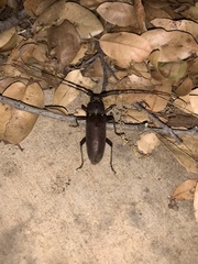 Enaphalodes hispicornis