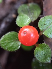 Nertera dichondrifolia