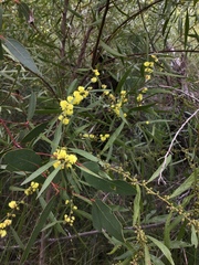 Acacia leprosa