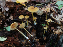 Entoloma unicolor