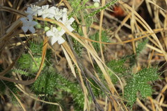 Cnidoscolus maculatus