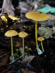 Entoloma unicolor