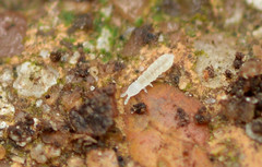 Protaphorura
