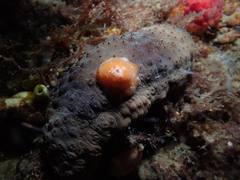 Australostichopus mollis