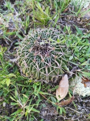 Echinofossulocactus pentacanthus