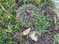 Echinofossulocactus pentacanthus