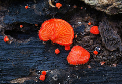 Crepidotus cinnabarinus