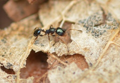 Pheidole metallescens