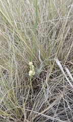 Antistrophus pisum