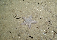 Astropecten vappa