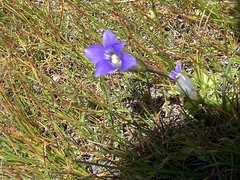 Gentianopsis holopetala