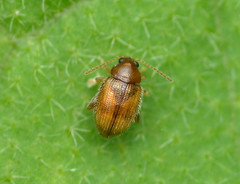 Epitrix fasciata