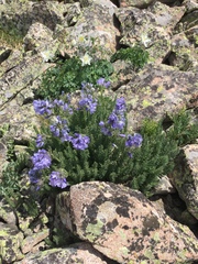 Polemonium viscosum