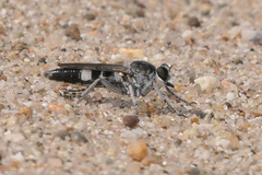 Stichopogon venturiensis